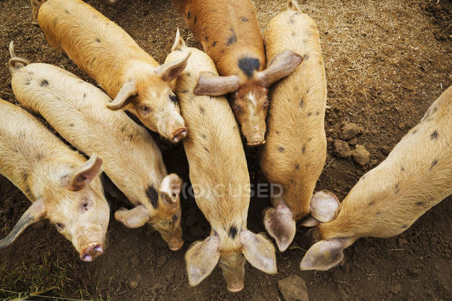 Grupo de cerdos en pluma - foto de stock