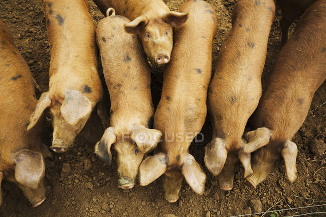 Groupe de porcs en enclos — Photo de stock