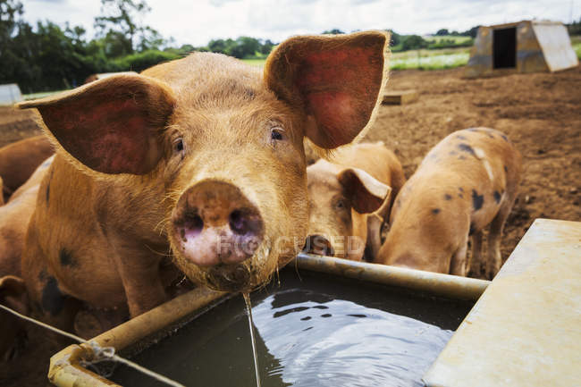 Три свиньи в поле — стоковое фото