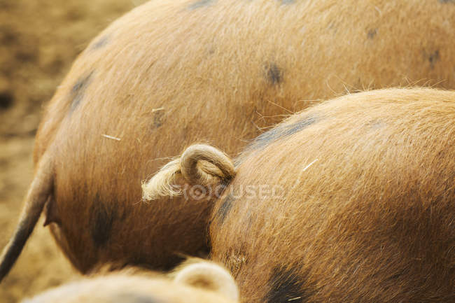 Two pigs tails — Stock Photo