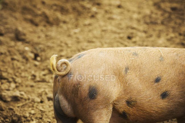 Свинья в поле, вид сзади — стоковое фото