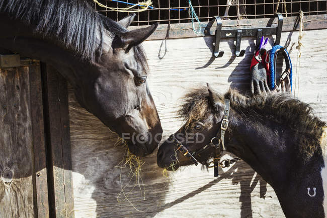 Cavalo e um pônei olhando um para o outro — Fotografia de Stock