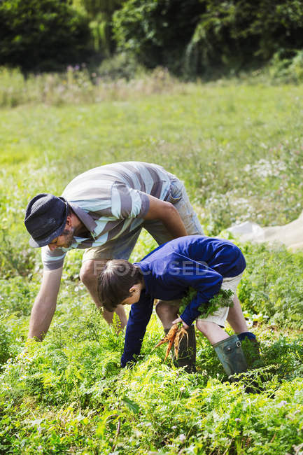 Homem e um menino arrancando cenouras — Fotografia de Stock