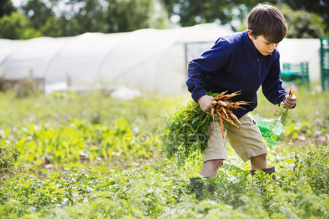 Boy picking carrots — Stock Photo
