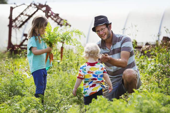 Hombre, niño y niña cosechando zanahorias - foto de stock