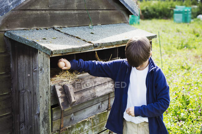Boy collecting eggs — Stock Photo