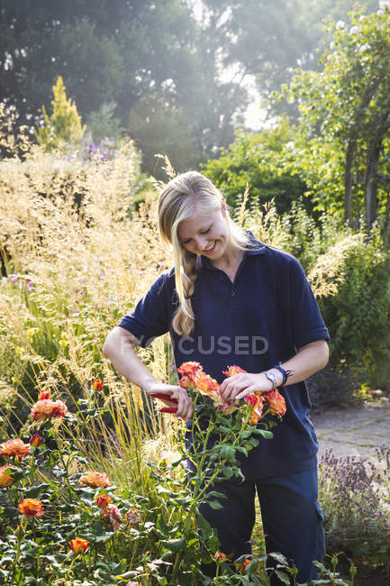 Жіночий садівник, що ріже квітку — стокове фото