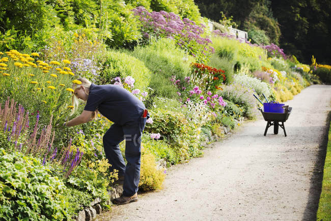 Jardineiro que trabalha na borda mista de flores — Fotografia de Stock