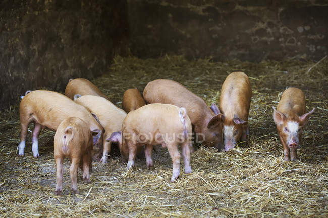 Група свиней в сараї . — стокове фото