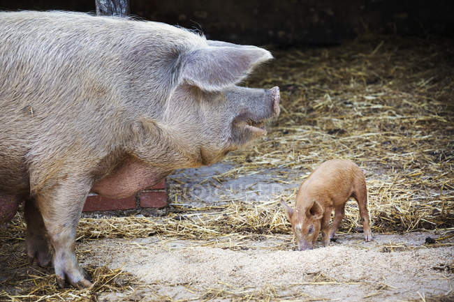 Adult pig and a young piglet — Stock Photo
