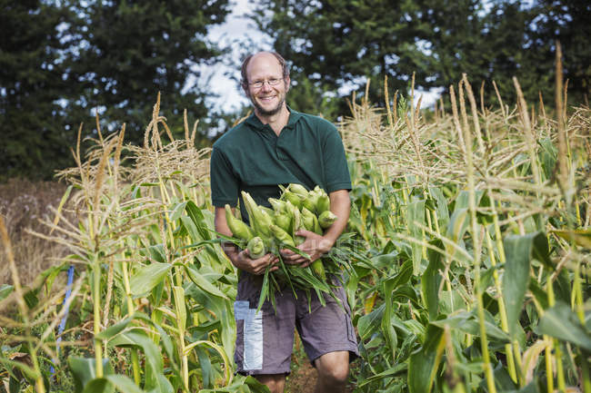 Чоловік збирає солодку кукурудзу — стокове фото