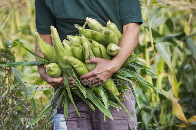 Hombre cosechando mazorcas de maíz dulce maduras - foto de stock