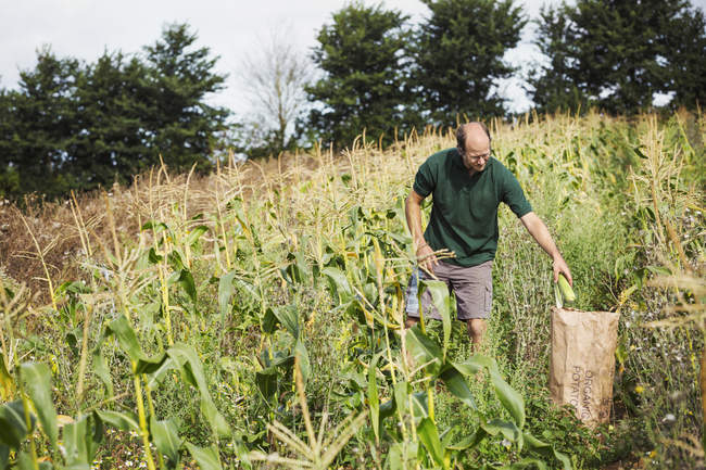 Homem colheita milho doce maduro — Fotografia de Stock