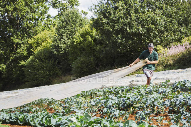 Homme tirant une feuille de toison horticole — Photo de stock