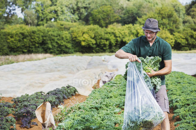 Hombre con hojas de col rizada frescas . - foto de stock