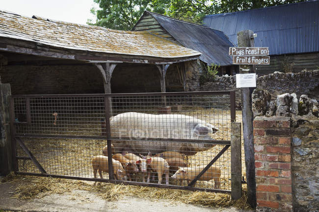 Mature pig and litter of piglets — Stock Photo
