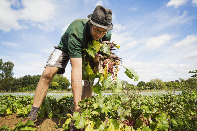 Man working in the field — Stock Photo