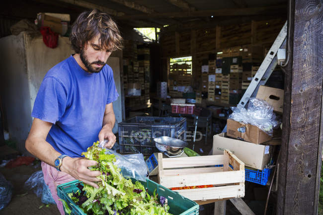 Man packing fresh salad into bags — Stock Photo