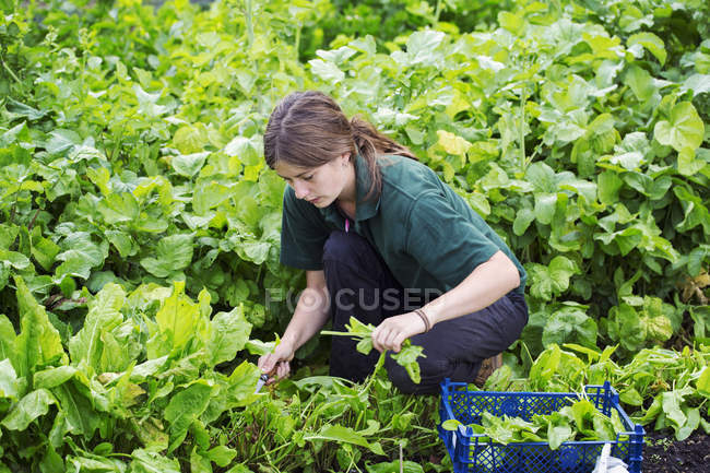 Jardineiro com tesoura colhendo ervas frescas — Fotografia de Stock