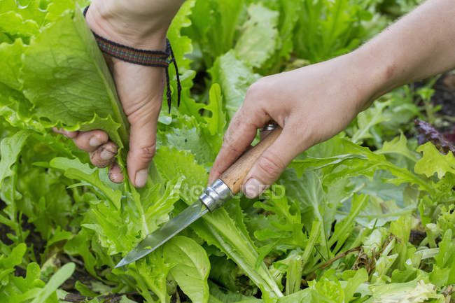Gardener harvesting fresh lettuce — Stock Photo