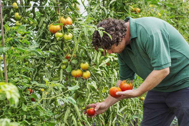 Gardener picking tomatoes — Stock Photo