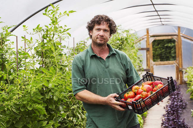 Jardinero y tomates recién recogidos . - foto de stock