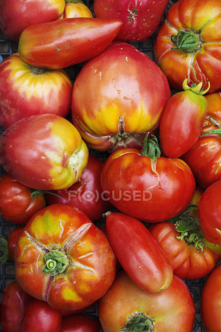 Tomates em diferentes formas e tamanhos — Fotografia de Stock