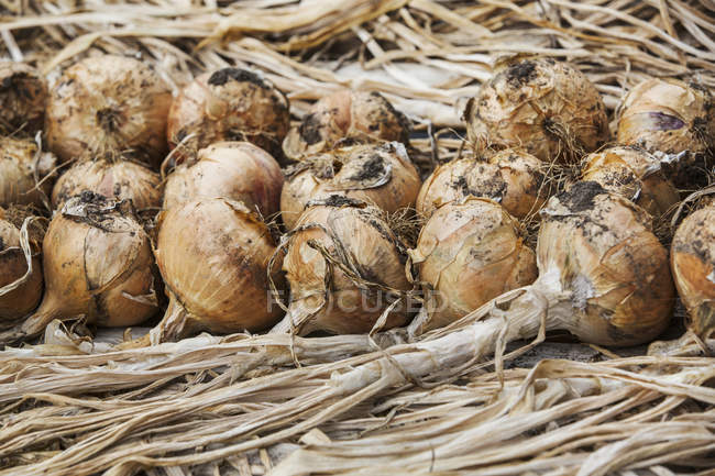 Close up of Onions in rows — Stock Photo