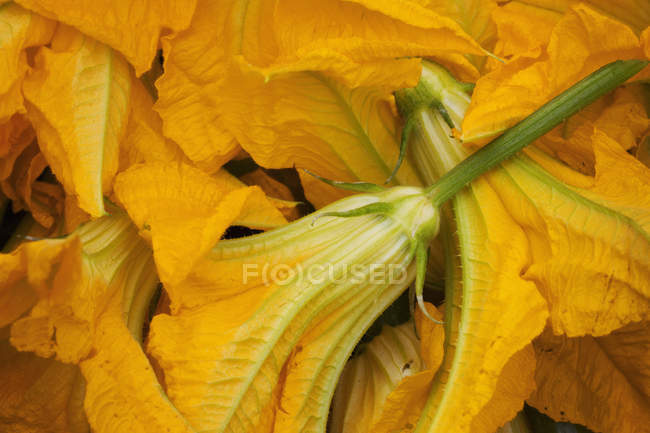 Flores de calabacín amarillo - foto de stock