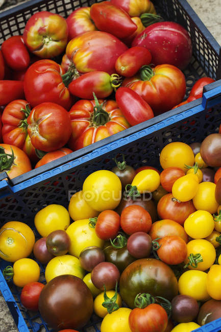 Ящик зі свіжих стиглих помідорів — стокове фото
