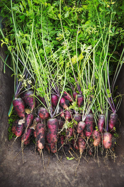 Куча свежевытянутой моркови — стоковое фото