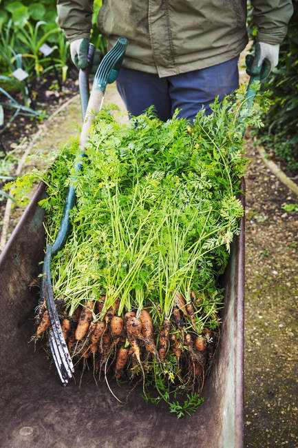 Gardener with wheelbarrow of pulled carrots — Stock Photo
