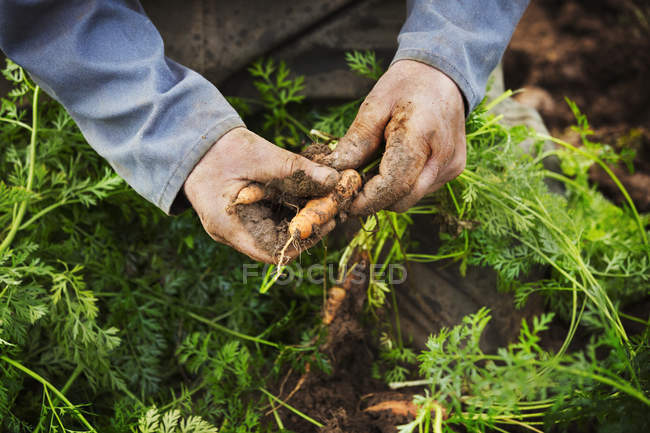 Manos masculinas levantando y limpiando zanahorias - foto de stock