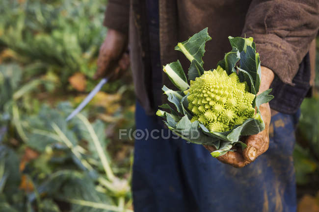 Чоловік тримає видобуваються цвітна капуста — стокове фото