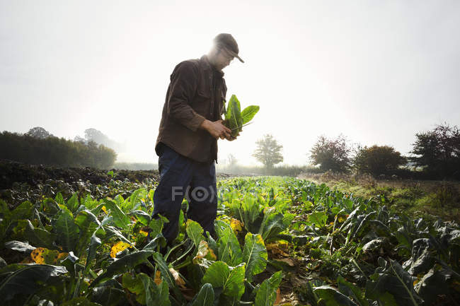 Homem segurando uma couve-flor colhida — Fotografia de Stock