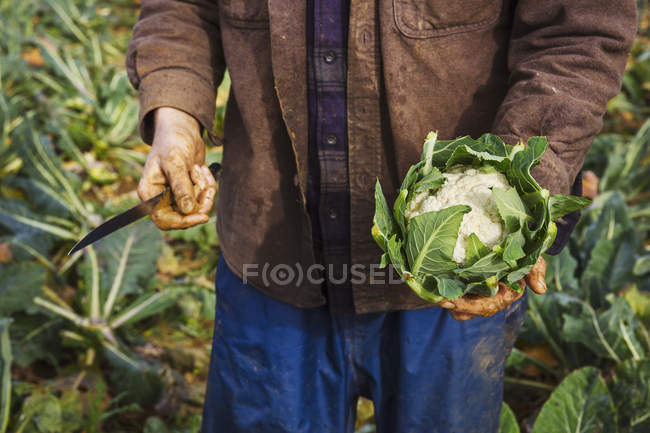 Людина тримає зібрану цвітну капусту — стокове фото