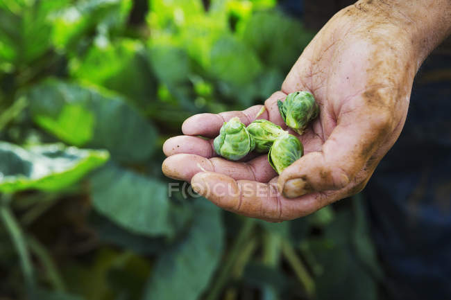Man holding small brussel sprouts — Stock Photo