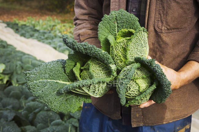 Uomo che trasporta verdure fresche raccolte — Foto stock