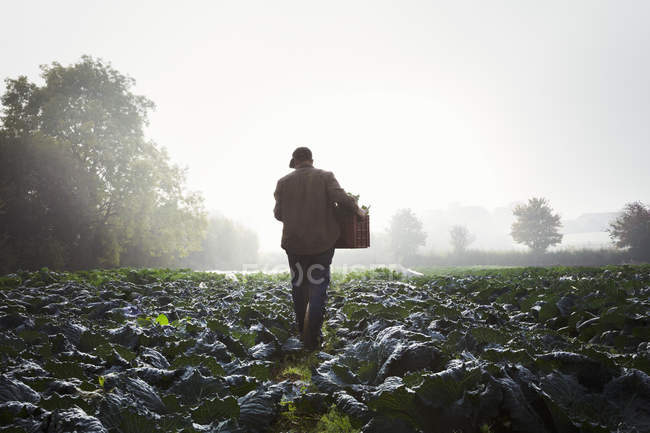 Человек ходит по рядам овощей — стоковое фото