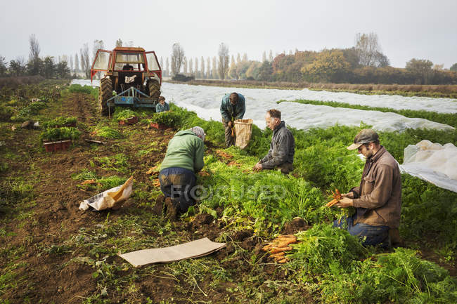 Pessoas que colhem legumes de outono — Fotografia de Stock