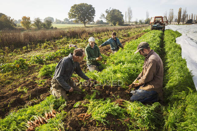 Personas cosechando verduras de otoño - foto de stock