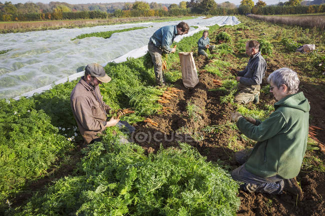 Pessoas que colhem legumes de outono — Fotografia de Stock
