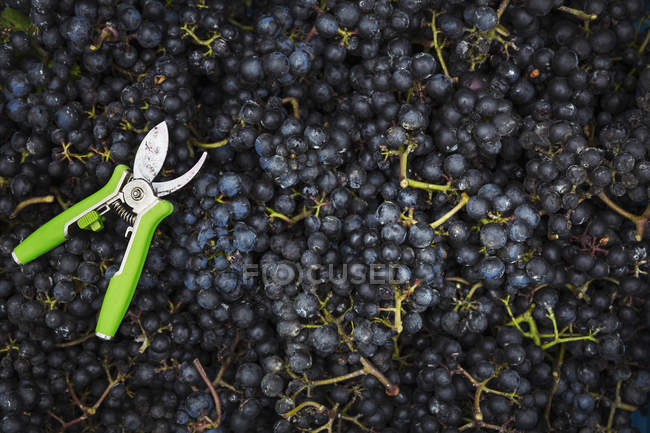 Container full of red grapes — Stock Photo