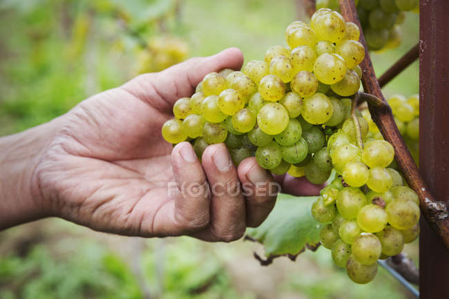 Person green grapes. — Stock Photo