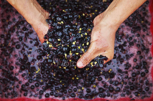 Mãos em uvas vermelhas esmagadas frescas — Fotografia de Stock