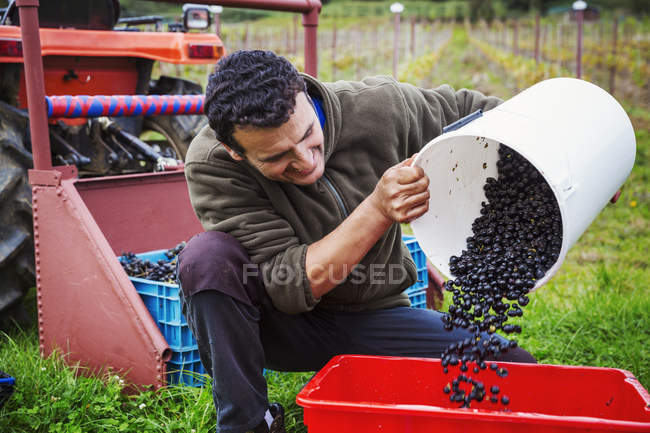 Людина поливає червоний виноград — стокове фото