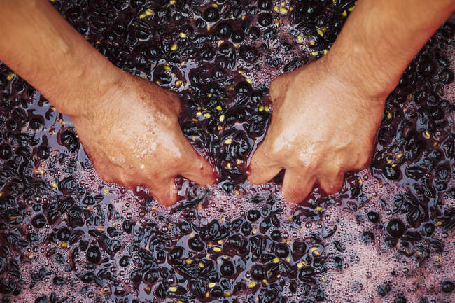 Hands in fresh crushed red grapes — Stock Photo