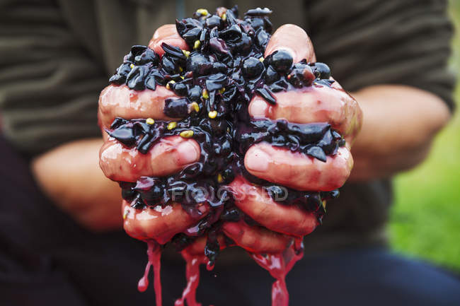 Puñado de uvas rojas frescas trituradas . - foto de stock