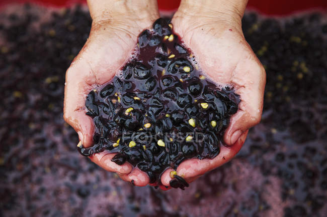 Poignée de raisins rouges concassés frais . — Photo de stock