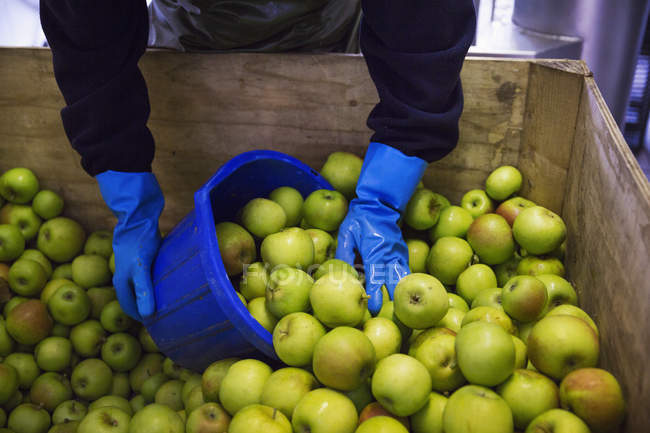 Hombre recogiendo manzanas - foto de stock